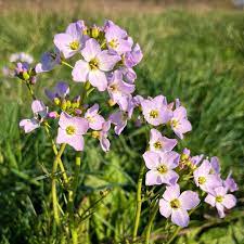 cardamine