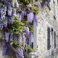 glycine