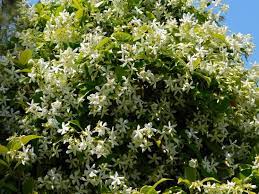 jasmin