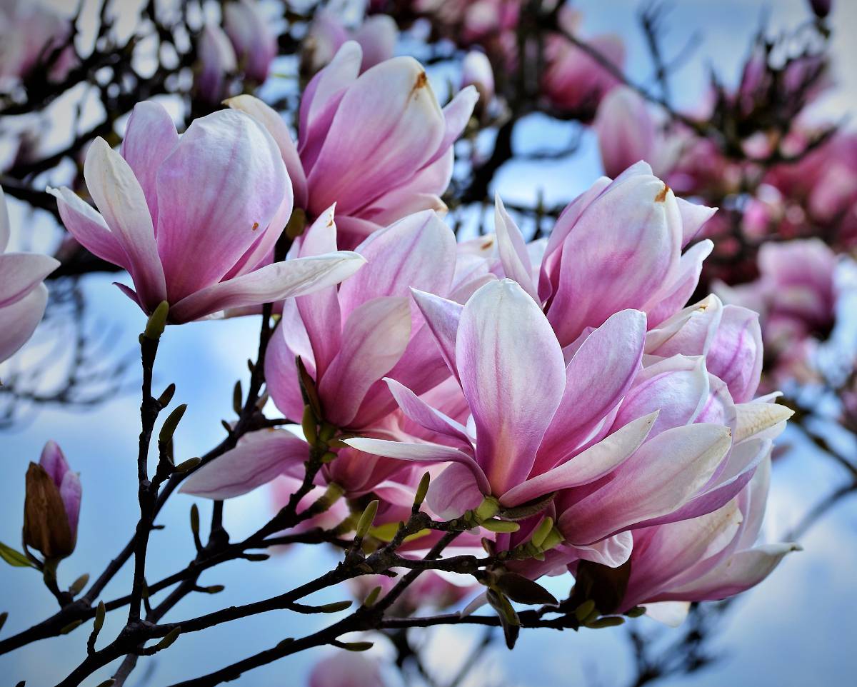 magnolia