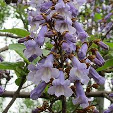 paulownia